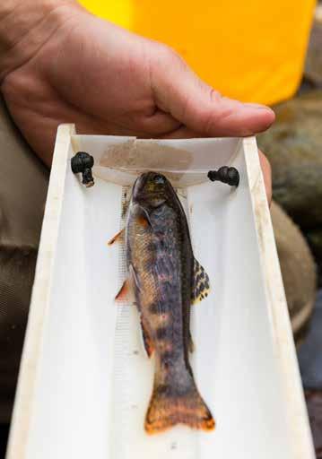 Working together to bring back wild brook trout he historic distribution of wild Brook Trout populations in the East represents approximately 70% of the wild Brook Trout range in the U.S.