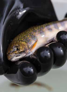 Conservation Goals Conserve, enhance or restore wild Brook Trout populations that have been impacted by habitat modification, non-native species and other population level threats.