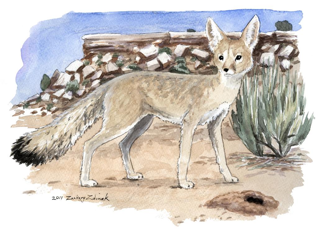 Wildlife Field Notes Vulpes velox macrotis By Ron Day Kit Fox Scientific Name: Two species of aridland foxes, the kit fox (Vulpes macrotis) and the swift fox (Vulpes velox), were initially considered