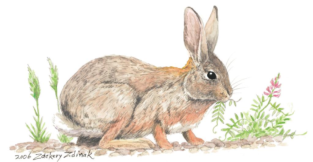 Wildlife Field Notes Sylvilagus audubonii By Mark Zornes Desert Cottontail Scientific Name: Sylvilagus audubonii. From the Latin sylva meaning woodland and lagos meaning hare.