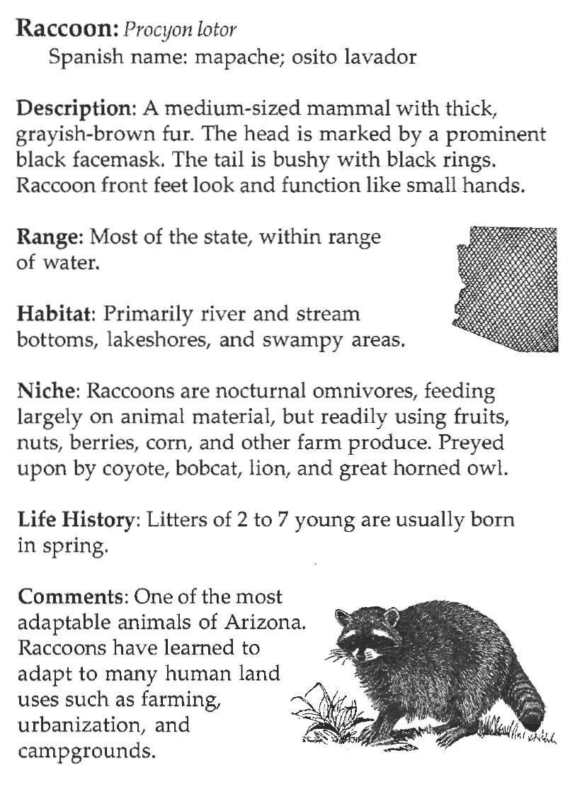 NATURAL HISTORY NOTES Raccoon Bone Box Update 2012