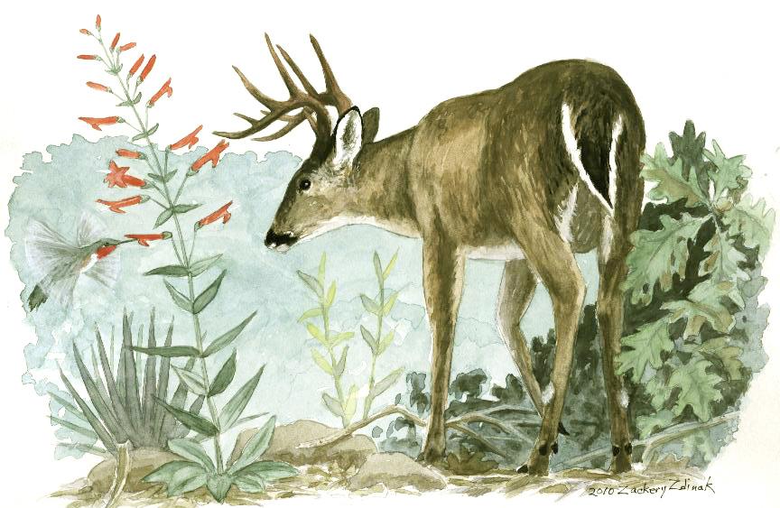 Wildlife Field Notes Odocoileus virginianus couesi By Johnathan O Dell Coues White-tailed Deer Illustration by Zackery Zdinak Habitat: Occupying a wide variety of habitats at elevations of 3,000