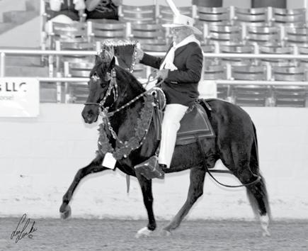 2019 Peruvian Paso Horse Show Division Laureado Horse Congratulations to this exceptional horse for