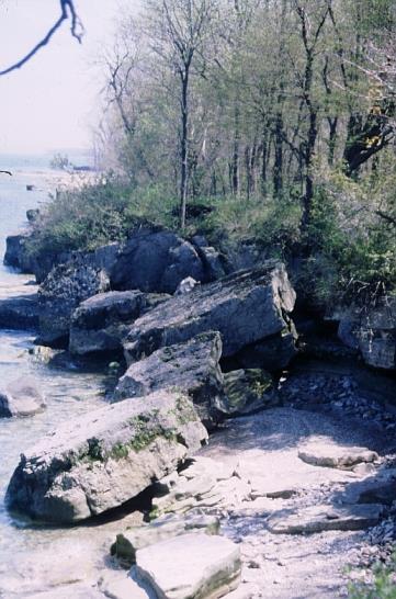 Summer Habitat Rocky shoreline of islands, 75% within 13 m of shoreline 75% of individuals used 437 m