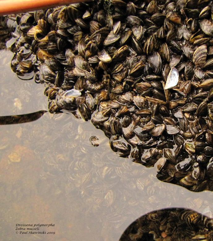 County. Following that discovery, nearly 90 people attended a public meeting to learn more about the mussels.