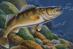 Bass and Walleye Interaction Larry Damman, Retired Fish Biologist Lately there has been a lot of debate among anglers and management professionals about whether largemouth bass are detrimental to