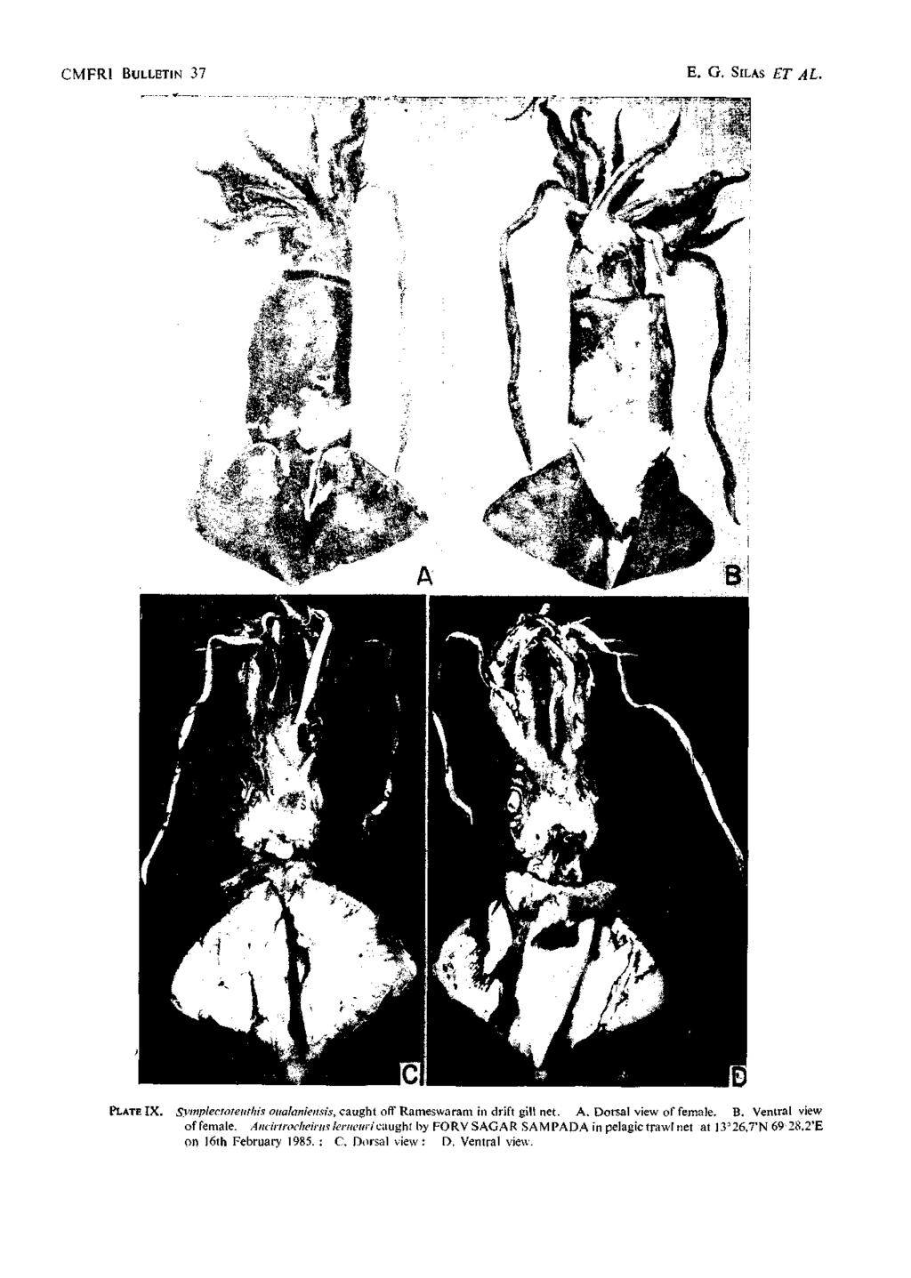 CMFRI BULLETIN 37 E. G. SILAS ET AL. PLATE IX. Symplectoteiithis oualamensis, caught off Kameswaram in drift giw net. A. Dorsal view of female. B. Ventral view of female.
