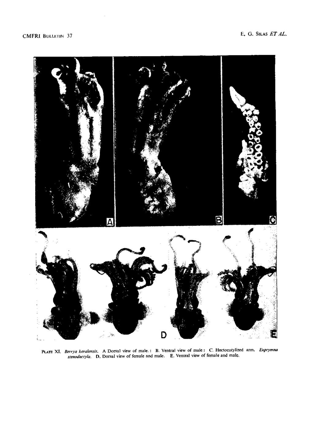 CMFRI BuLLiniN 37 E. G. SILAS ET AL. PLATE XI. Berrya keralensis. A Dorsal view of male. : B.