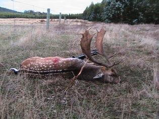 Game declaration Issues created by wild deer are increasing Sustainable use of wildlife Not maintaining deer numbers on a broad scale Greater engagement between state