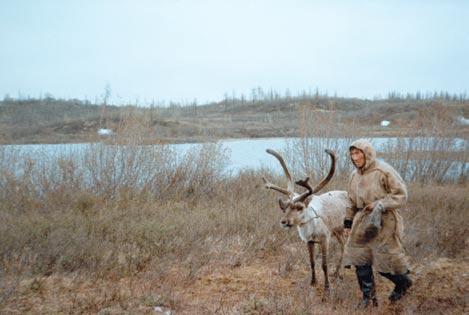 BASIC CONSEPTS IN THE REINDEER INDUSTRY Reindeer herder, Russia Photo: Konstantin Klokov the coast the fresh winds from the sea drives the bugs away.
