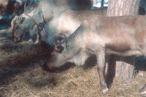 BASIC CONSEPTS IN THE REINDEER INDUSTRY Artificial feeding of reindeer. The community could consist of several families and their reindeer herds.