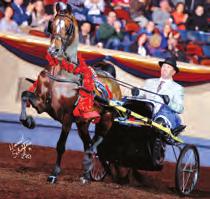 World Three-Year-Old English Pleasure and World Three-Year-Old Futurity English Pleasure Champion, represents the epitome of a Morgan mare incorporating attitude, athleticism, and quality.