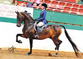 PEGGY: Once you ve worked a good horse you appreciate the adage great horses make great horse trainers. And so begins the lifelong pursuit for the great horse.