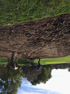 on hole 15 as well as many sod repairs throughout the golf course, for example the back of the 17th forward tee and