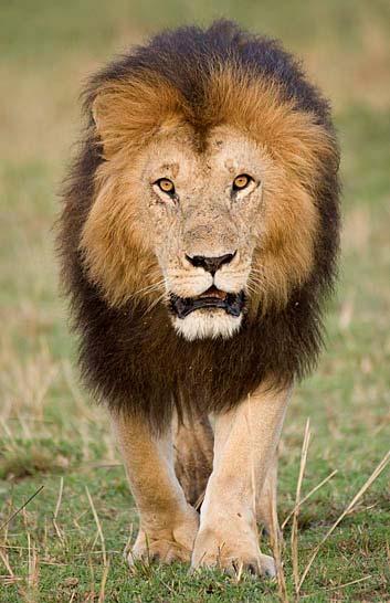 ~ Brian Jackman SIGN UP FOR OUR NEWSLETTER Black Maned Lion Canon 1D-Mark lll: Canon 100-400 IS He was a large animal.