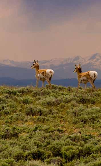 Wildlife and Hunting: Faler Creek Retreat is home to many mule deer and moose, as well