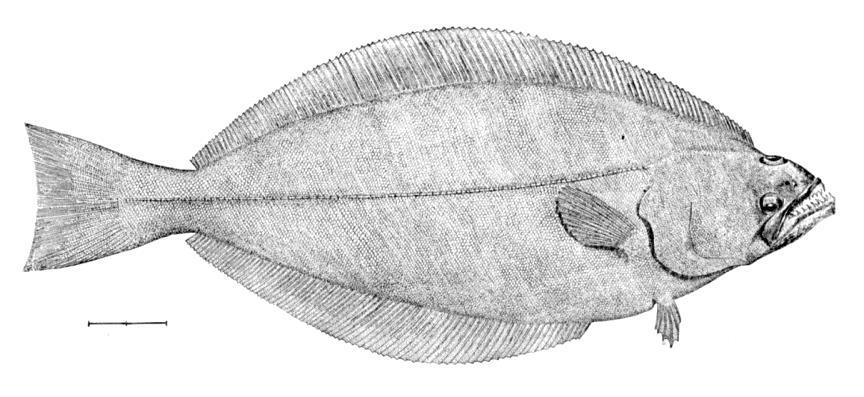 Greenland halibut (Reinhardtius hippoglossoides) Principal by-catch