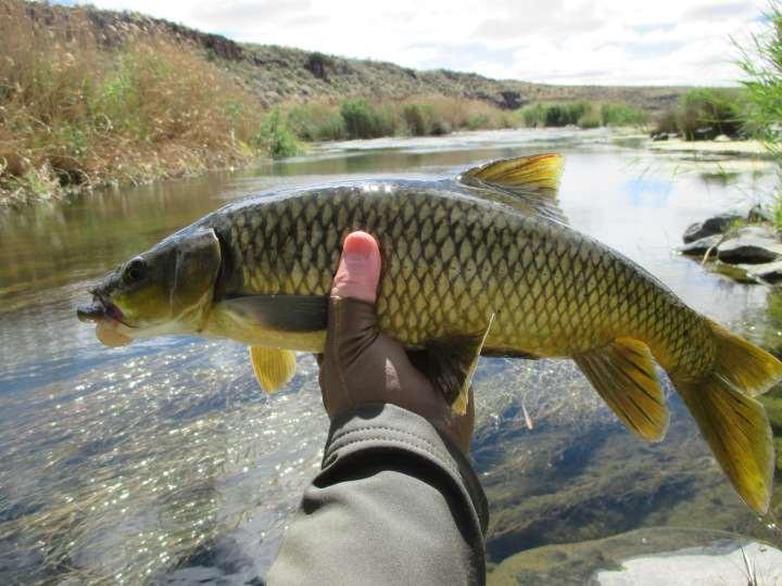 Summing up, the Riet River is a fantastic destination for Yellow fish.