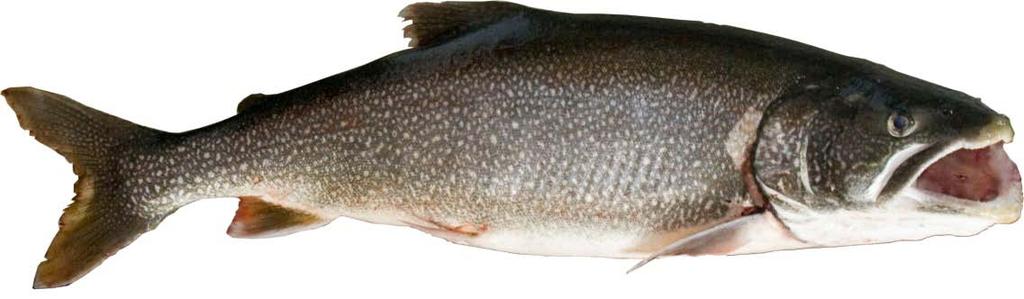 Other species that are surviving well Lake Trout Pink Salmon Coho Salmon