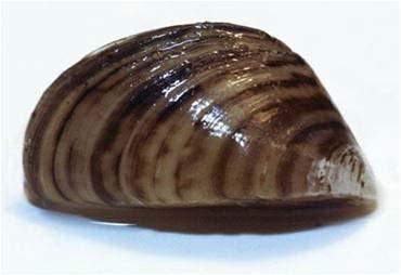 Invasive Zebra mussels are rare and Quagga