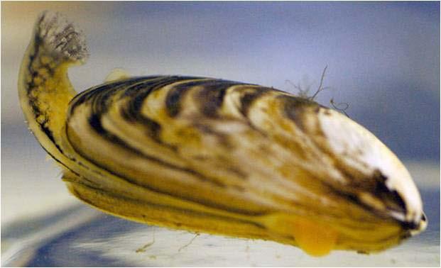 Mussels Disappearing Found on hard surfaces
