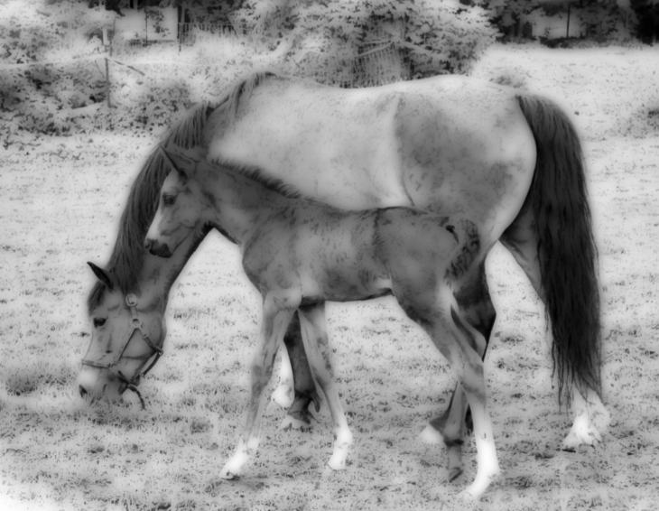 Bonnie Lea Farm 511 North Street Williamstown, MA 01267 413-441-6349 Horse Show Sunday July 30, 2017 WNE-PHA Recognized 9:30am start Judge: Cynsie Broda, Londonderry, VT "R" Hunters, "R Hunter Seat