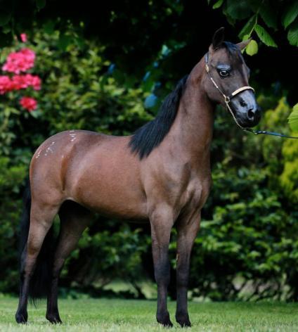 15 Shangrila SE Regal Effects Dam: Shangrila LK Regal Dutchess DOB: 12/10/2012 Height: MHAA 32 IMHR 33 Full brother to highly successful show horse, Bring It On.