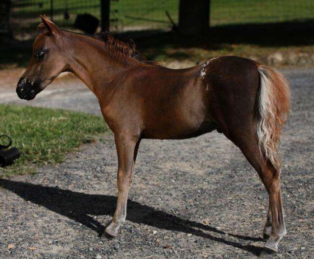 This colt has a beautiful head, nature and movement.