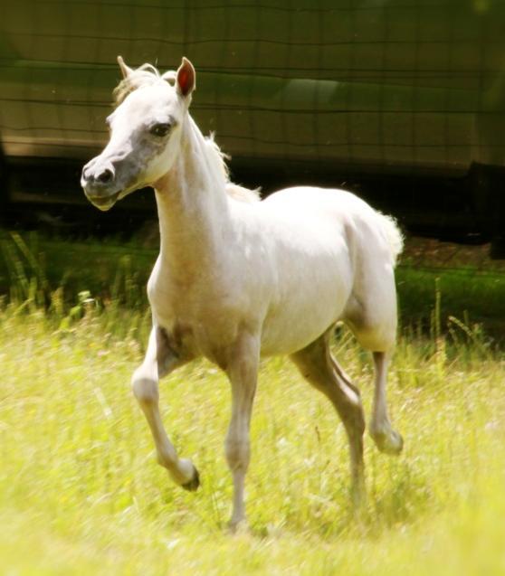 She sells Infoal to Laramie; this is your one and only chance to get a foal from this young stallion,