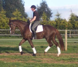 JASON DINS DRESSAGE Jason has extensive Experience with some of Australia s Best Horse breakers and dressage
