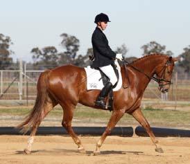 Training horses from starting under saddle to FEI level dressage Jason has an enthusiastic, motivating and