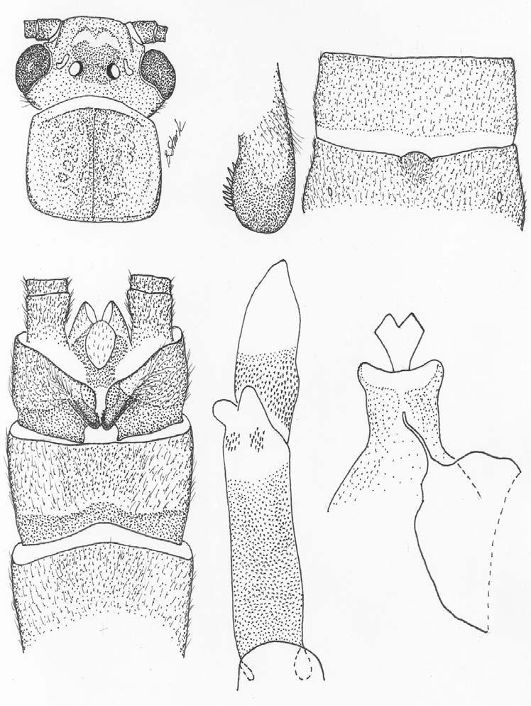 1 3 5 6 2 4 Figs. 1-6. Neoperlops obscuripennis adult structures. 1. Head and pronotum, 2. Male terminalia, 3. Right male hemitergum, lateral aspect, 4. Aedeagus, oblique dorsolateral aspect, 5.