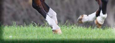 These artificial aids must be used correctly and conscientiously so as to encourage the horse forward rather than punishing him for being unresponsive.