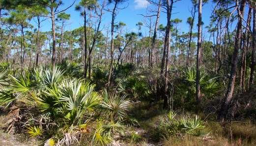2007 Public Land Acquisition & Management Partnership Conference Completing the Puzzle: Conserving the Florida Keys