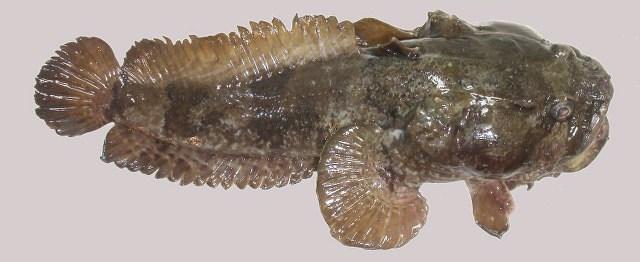 Toadfish Shallow marine