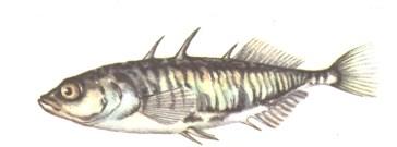 Gasteroosteidae