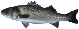 Victoria) Sea bass