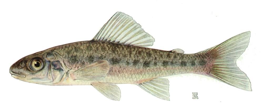 Percopsiformes 3 families 9 species small fish 5 20 cm