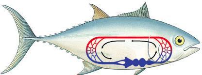 450 mya Vertebrates: Fish Characteristics body