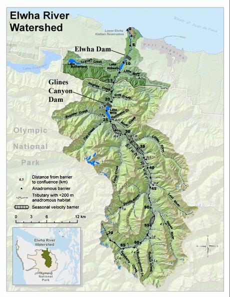 Elwha River and Dams Elwha River Flows for 45 miles north out of Olympic National Park All five species of Pacific Salmon Chinook, coho, sockeye, chum, and pink Four anadromous trout species