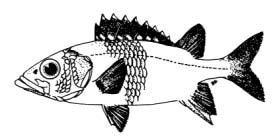 Neoniphon opercularis (Valenciennes, 1831) English Name: Blackfin squirrelfish Family: HOLOCENTRIDAE Local Name: Kalhu kothari raiverimas Order: Beryciformes Size: Common to 23 cm; max.