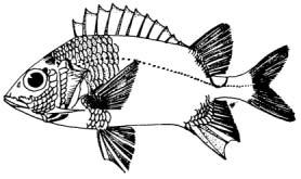 Sargocentron caudimaculatum (Ruppell, 1838) English Name: Silverspot squirrelfish Family: HOLOCENTRIDAE Local Name: Asdhaanu raiverimas Order: Beryciformes Size: Common to 18 cm; max.