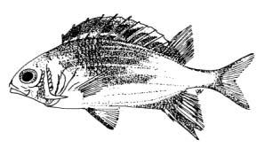 Sargocentron diadema (Lacepède, 1801) English Name: Crown squirrelfish Family: HOLOCENTRIDAE Local Name: Seetu raiverimas Order: Beryciformes Size: Max.
