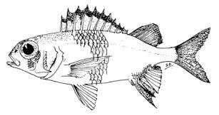 Sargocentron punctatissimum (Cuvier, 1829) English Name: Peppered squirrelfish Family: HOLOCENTRIDAE Local Name: Raiykothari raiverimas Order: Beryciformes Size: Max.