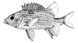Sargocentron tiereoides (Bleeker, 1853) English Name: Pinkstriped squirrelfish Family: HOLOCENTRIDAE Local Name: Berebedhi raiverimas Order: Beryciformes Size: Max. 16.