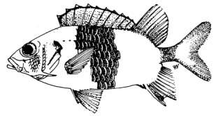 Sargocentron violaceum (Bleeker, 1853) English Name: Violet squirrelfish Family: HOLOCENTRIDAE Local Name: Raiykirulhi raiverimas Order: Beryciformes Size: Max.