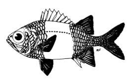 Myripristis berndti Jordan and Evermann, 1903 English Name: Blotcheye soldierfish Family: HOLOCENTRIDAE Local Name: Kothari reendhoo dhanbodu Order: Beryciformes Size: Common to 22 cm; max.