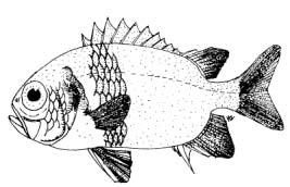 Myripristis melanosticta Bleeker, 1863 English Name: Blacktip soldierfish Family: HOLOCENTRIDAE Local Name: Kalhu kothari dhanbodu Order: Beryciformes Size: Common to 24 cm; max.