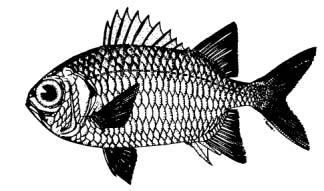Myripristis violacea Bleeker, 1851 English Name: Violet soldierfish Family: HOLOCENTRIDAE Local Name: Vailet dhanbodu Order: Beryciformes Size: Common to 18cm; max.
