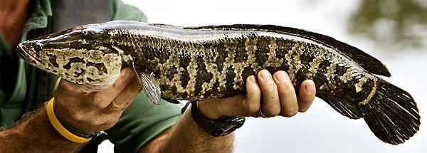 2011 Northern Pike Reclassification WDFW Fish and